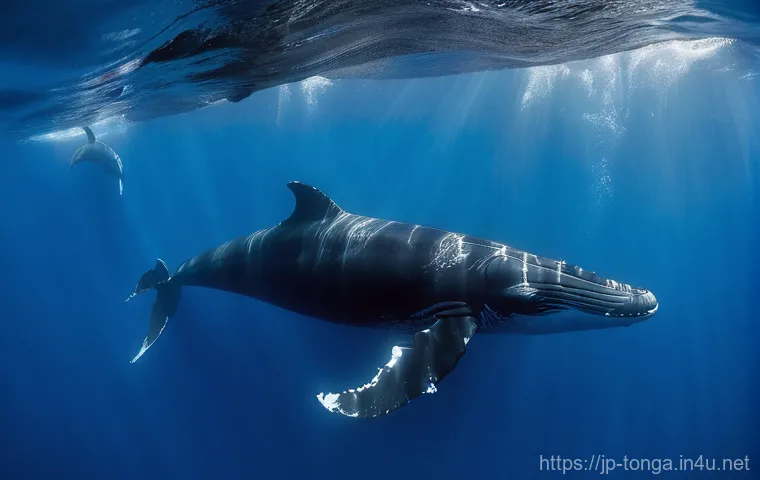 통가 기후 및 날씨 - **Prompt 1: Tranquil Dry Season Snorkeling in Tonga**
"A person, depicted from a slightly elevat... 통가 기후 및 날씨 - **Prompt 1: Tranquil Dry Season Snorkeling in Tonga**
"A person, depicted from a slightly elevat...
