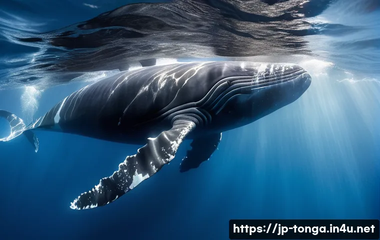 통가에서 할 수 있는 로컬 투어 프로그램 - **Prompt 1: Majestic Humpback Whale Encounter in Tonga**
    "A breathtaking underwater shot of a pe...